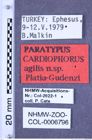 Etiketten zu Cardiophorus agilis (Platia & Gudenzi, 2002) (NHMW-ZOO-COL-0006796)